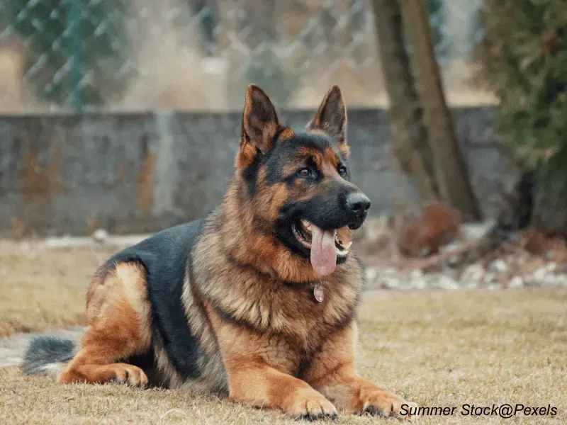 German Shepherd Dog with handler