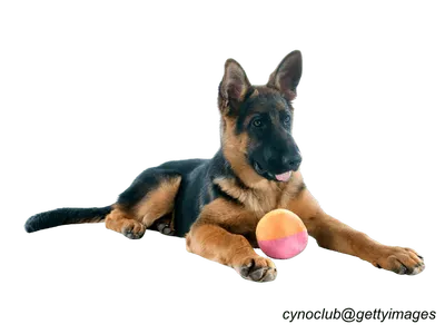 German Shepherd