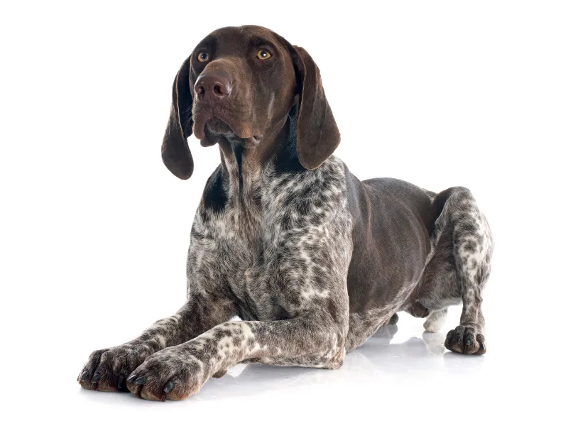 German Shorthaired Pointer laying down, posing for camera