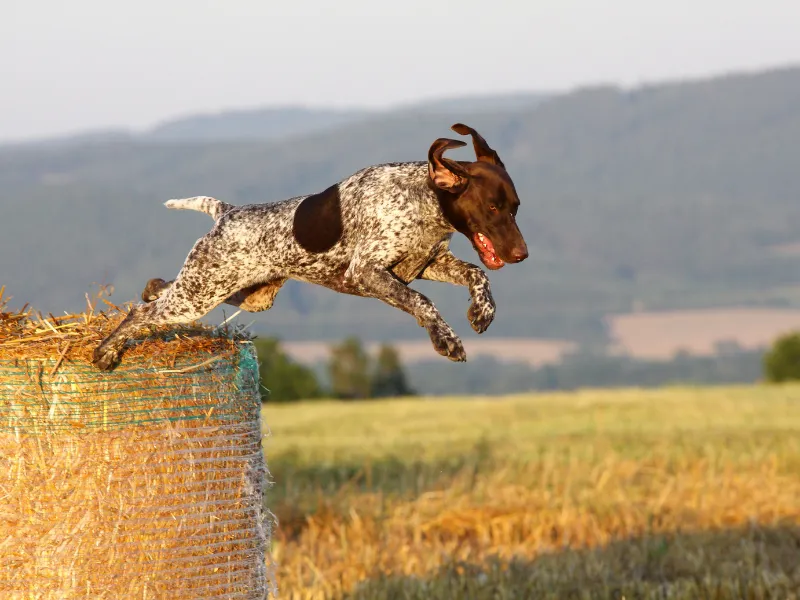 Athletic German Shorthaired Pointer jumping from round hay bale