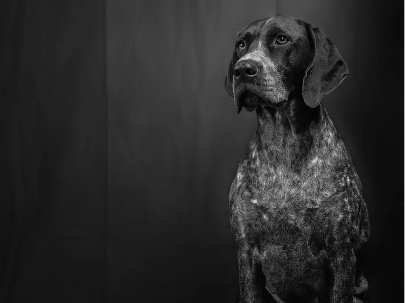 Black and white studio portrait of German Shorthaired Pointer