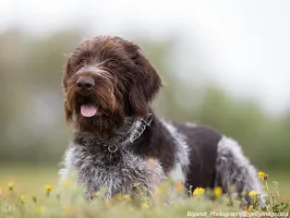 German Wire-haired Pointer