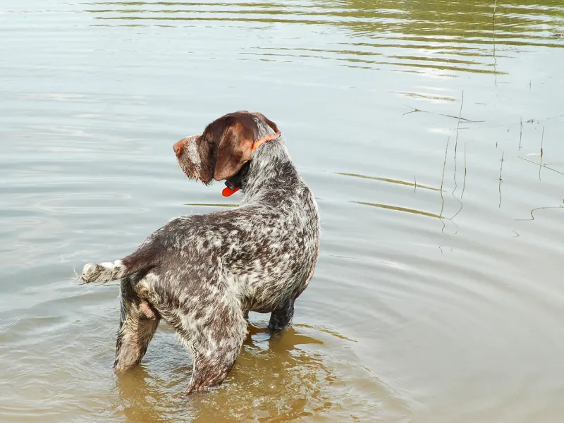 German Wirehaired Pointer in standing in water