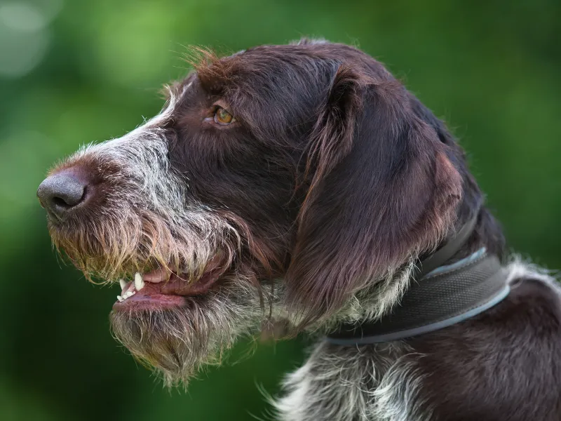 German Wirehaired Pointer face profile