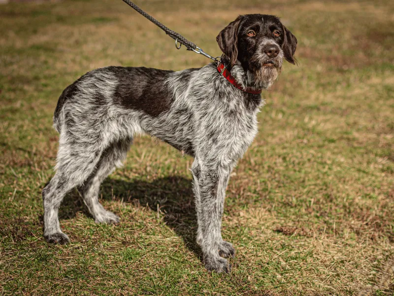 German Wirehaired Pointer standing in grass