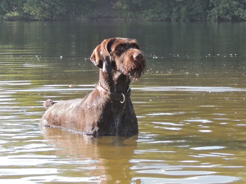 Alert German Wirehaired Pointer standing in water