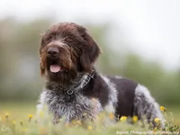 German Wirehaired Pointer