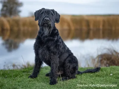 Giant Schnauzer