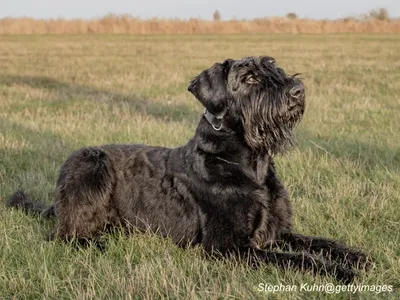 Giant Schnauzer