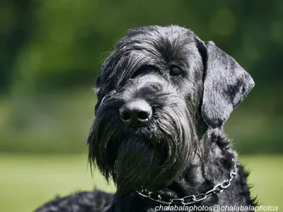 Giant Schnauzer