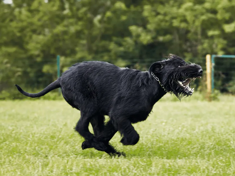 Giant Schnauzer in motion showing athletic ability