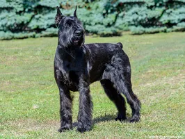 Giant Schnauzer - Alert Guardian
