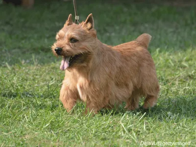 Glen of Imaal Terrier