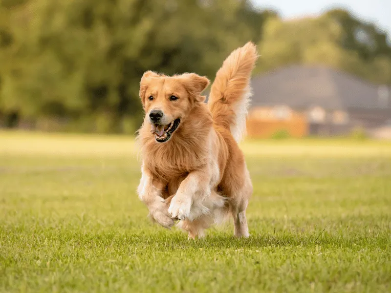 Golden Retriever running on a lawn