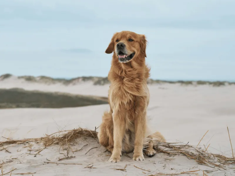 Golden Retriever sitting on a beach