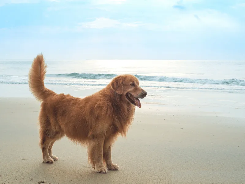 Golden Retriever at the beach