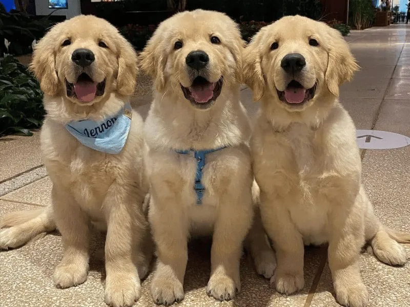 Three Golden Retriever pups