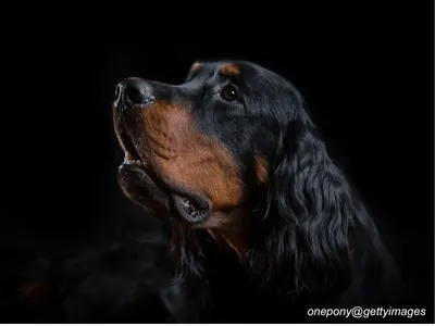 Gordon Setter