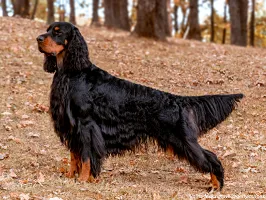 Gordon Setter