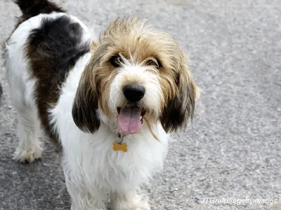 Grand Basset Griffon Vendéen