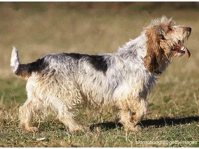 Grand Basset Griffon Vendéen
