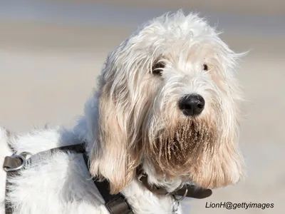 Grand Basset Griffon Vendéen