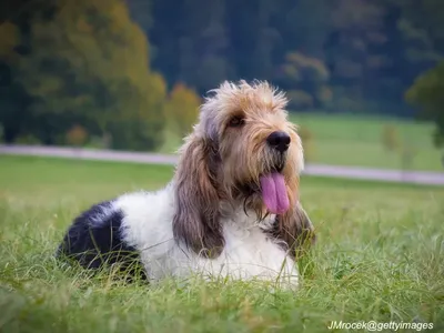 Grand Basset Griffon Vendéen