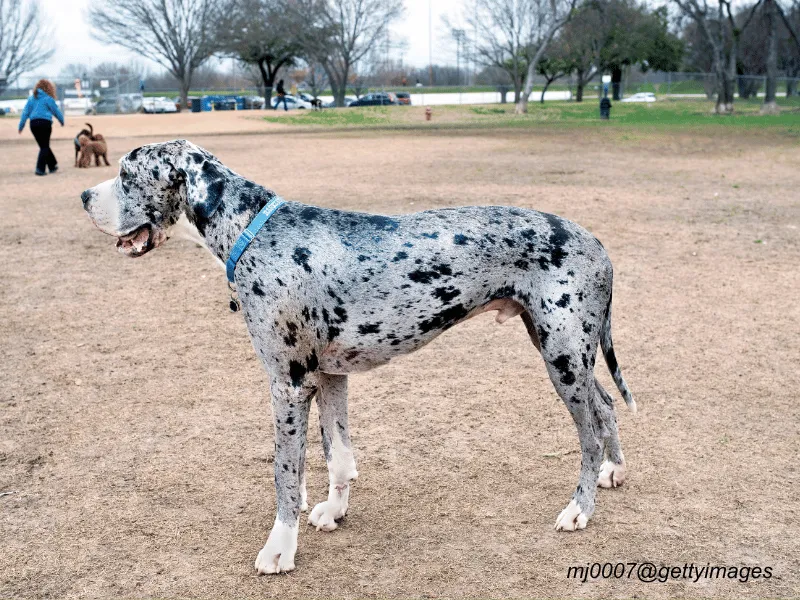Great Dane