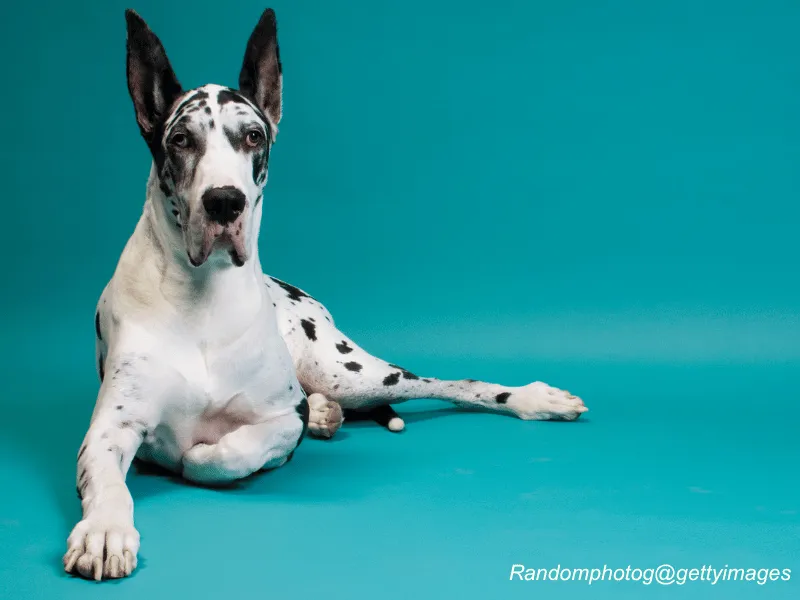 Great Dane