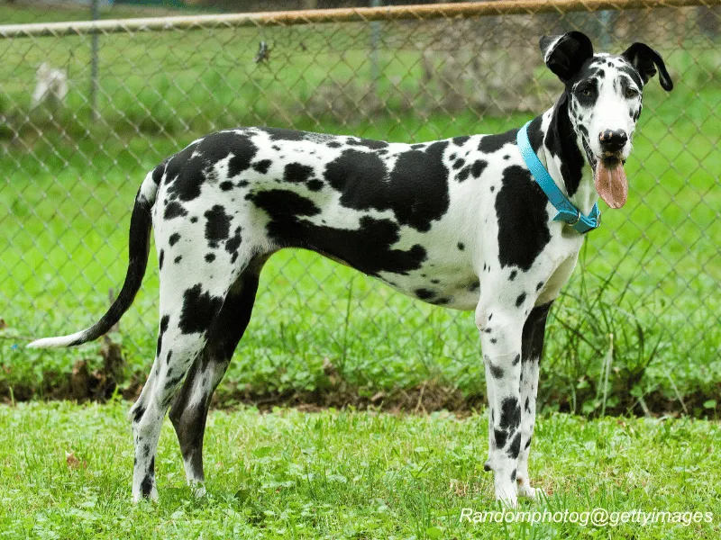 Great Dane