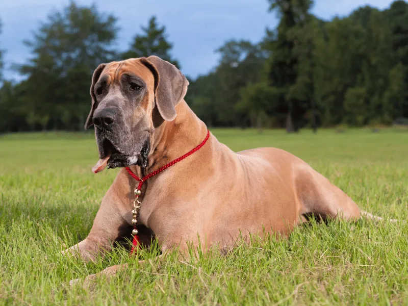 Fawn Great Dane