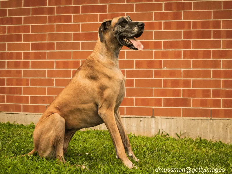 Great Dane