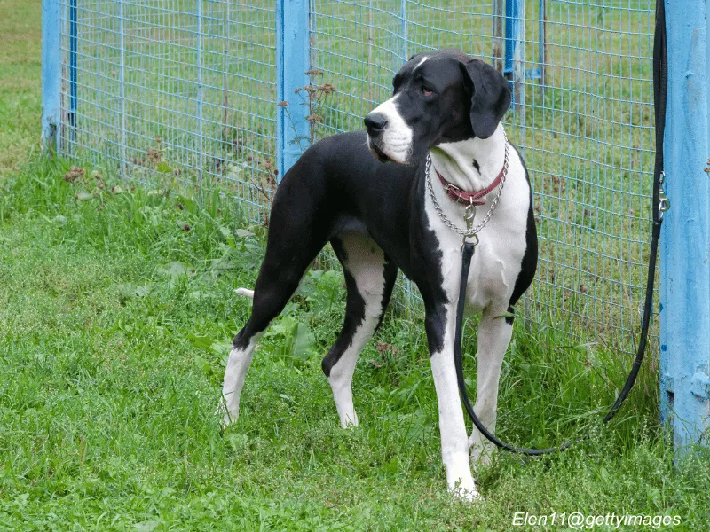 Great Dane