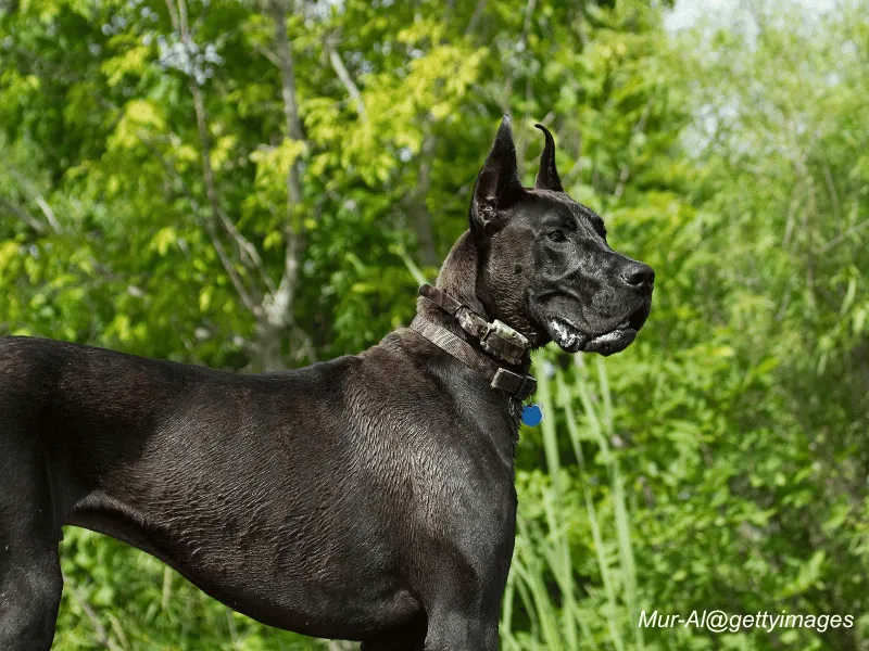 Great Dane