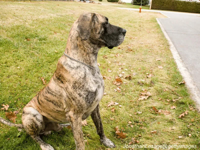 Great Dane