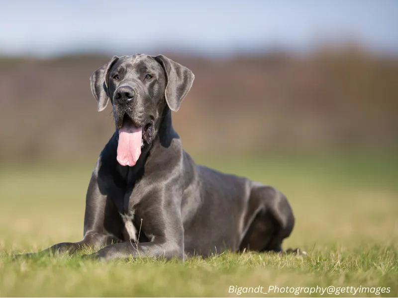 Great Dane