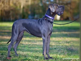 Great Dane - Gentle Giant
