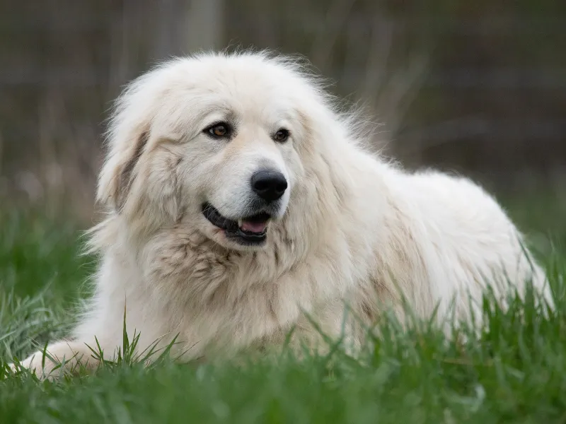 Great Pyrenees with a calm, watchful expression in a pasture