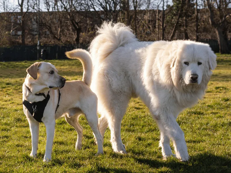 Great Pyrenees with a double dewclaw, typical of the breed