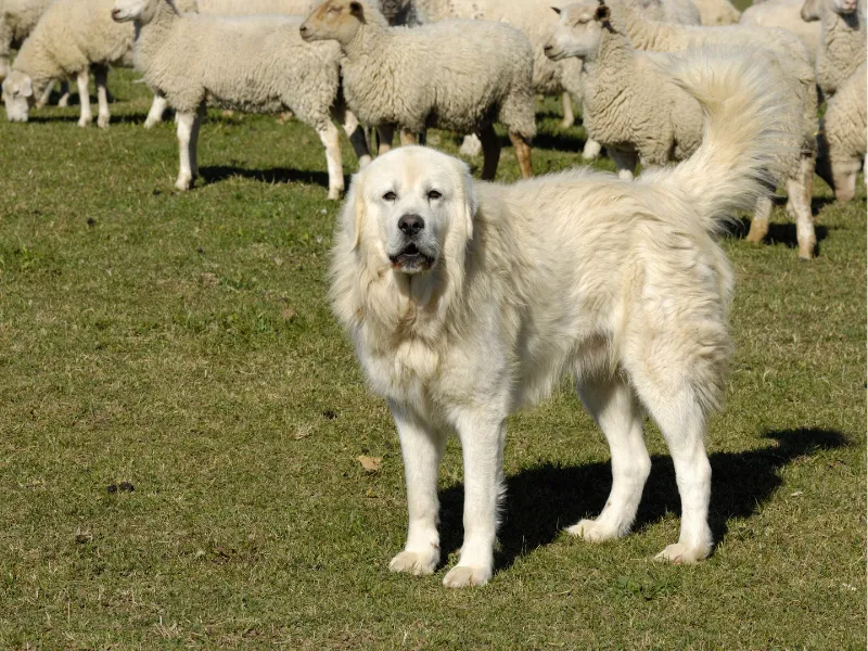 Great Pyrenees resting in a field, showing its thick white coat