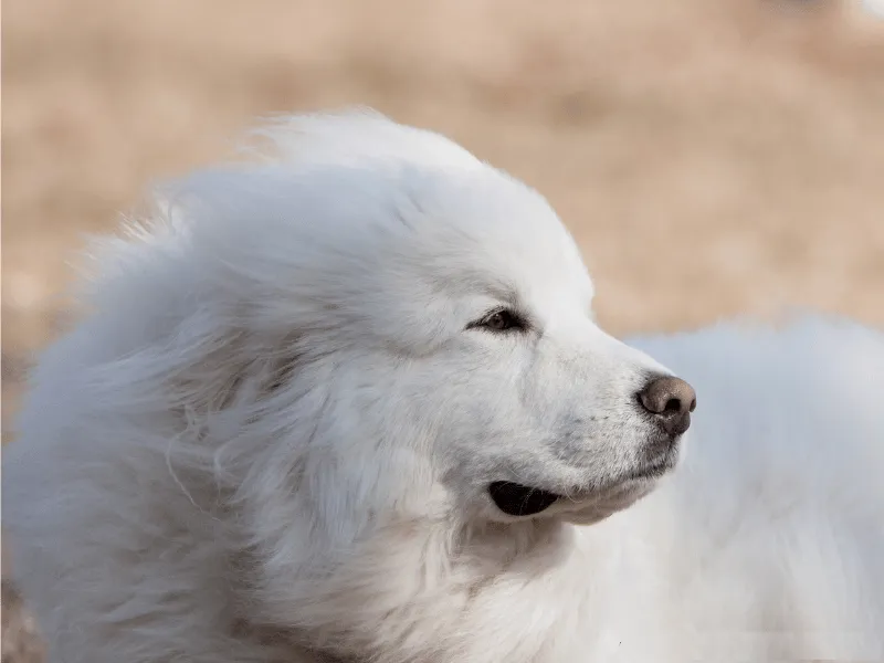 Great Pyrenees resting in a field, showing its thick white coat