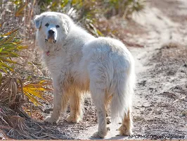 Great Pyrenees