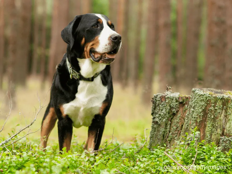 Greater Swiss Mountain Dog