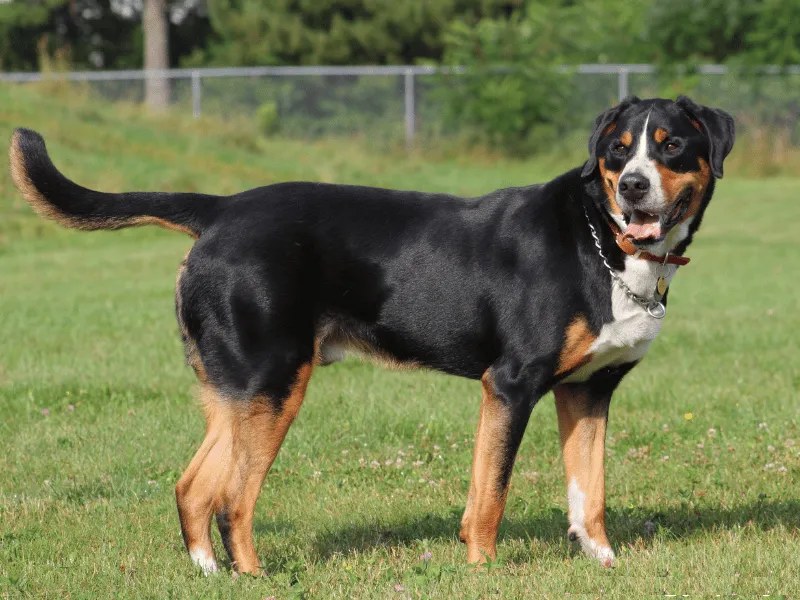 Greater Swiss Mountain Dog standing confidently in a field