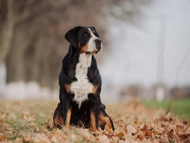 Greater Swiss Mountain Dog showing its powerful, muscular build