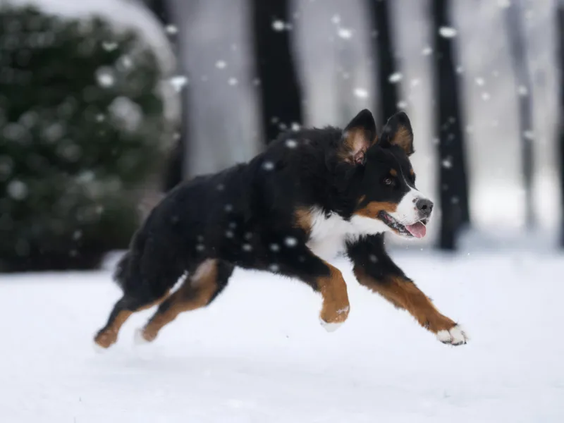 Greater Swiss Mountain Dog with a calm, gentle expression