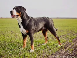 Greater Swiss Mountain Dog