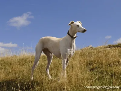Greyhound