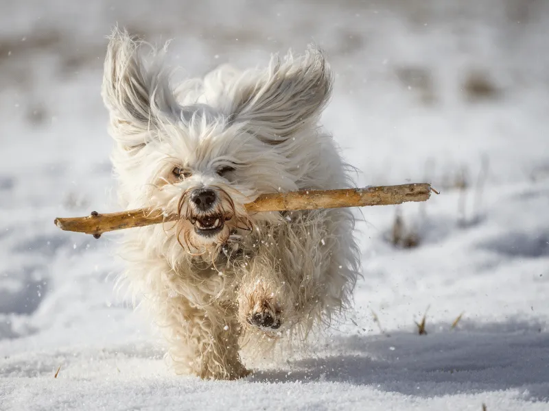 Havanese running in the snow with stick in his mouth