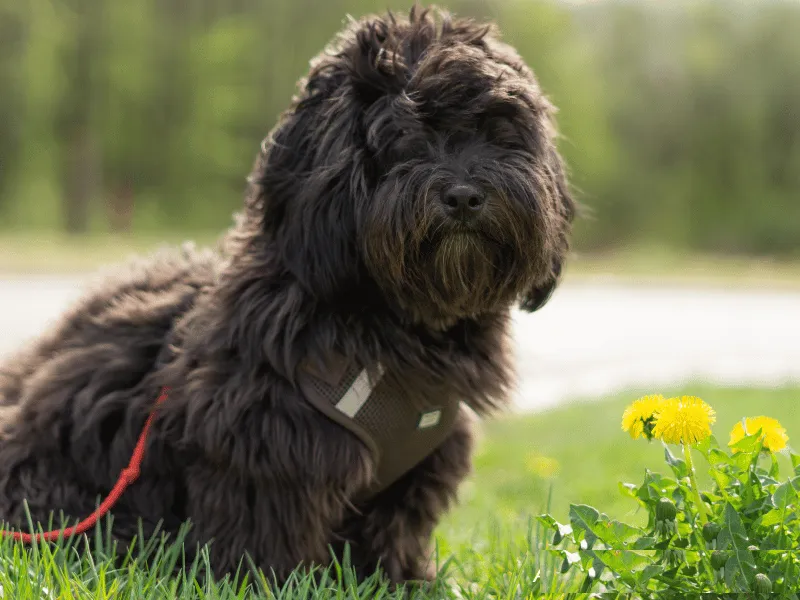 Black Havanese sitting in the grass